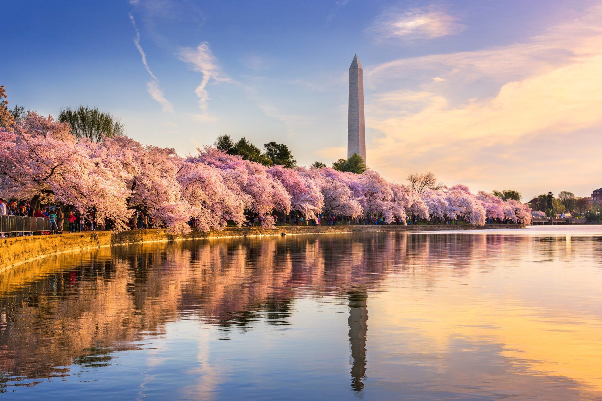 Cherry blossoms bloom along the Tidal Basin, Washington Monument reflected in water.