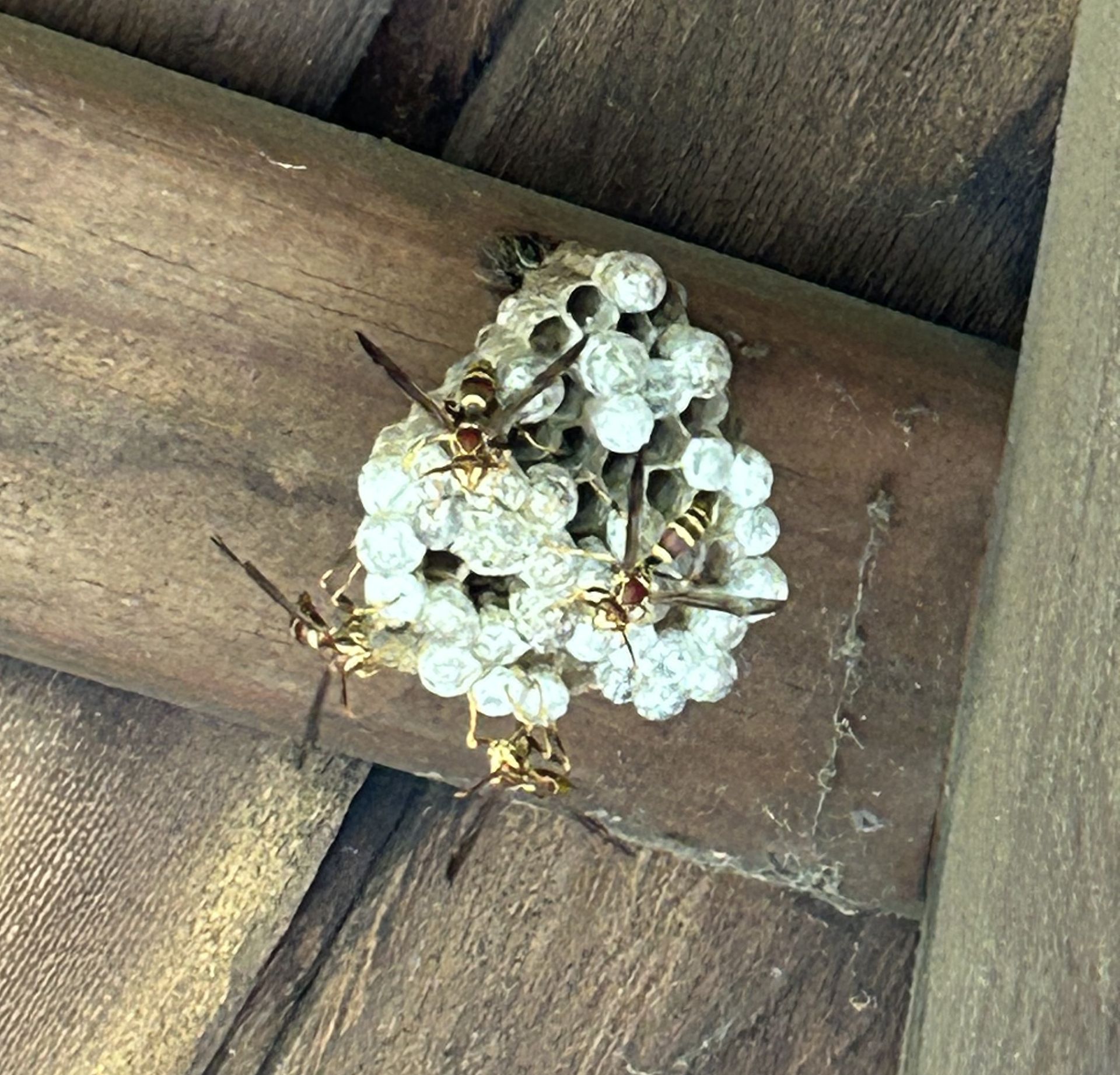 a close up of a wasp nest on a wooden pole