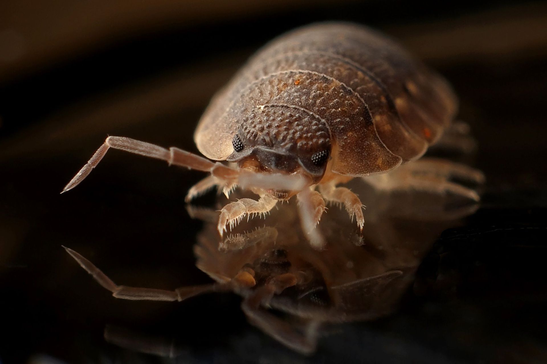 Close-up of a bed bug on a reflective black surface