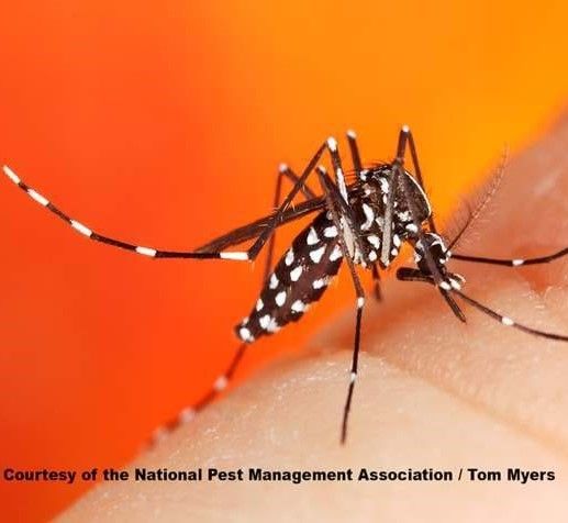 a close up of a mosquito on a person 's arm