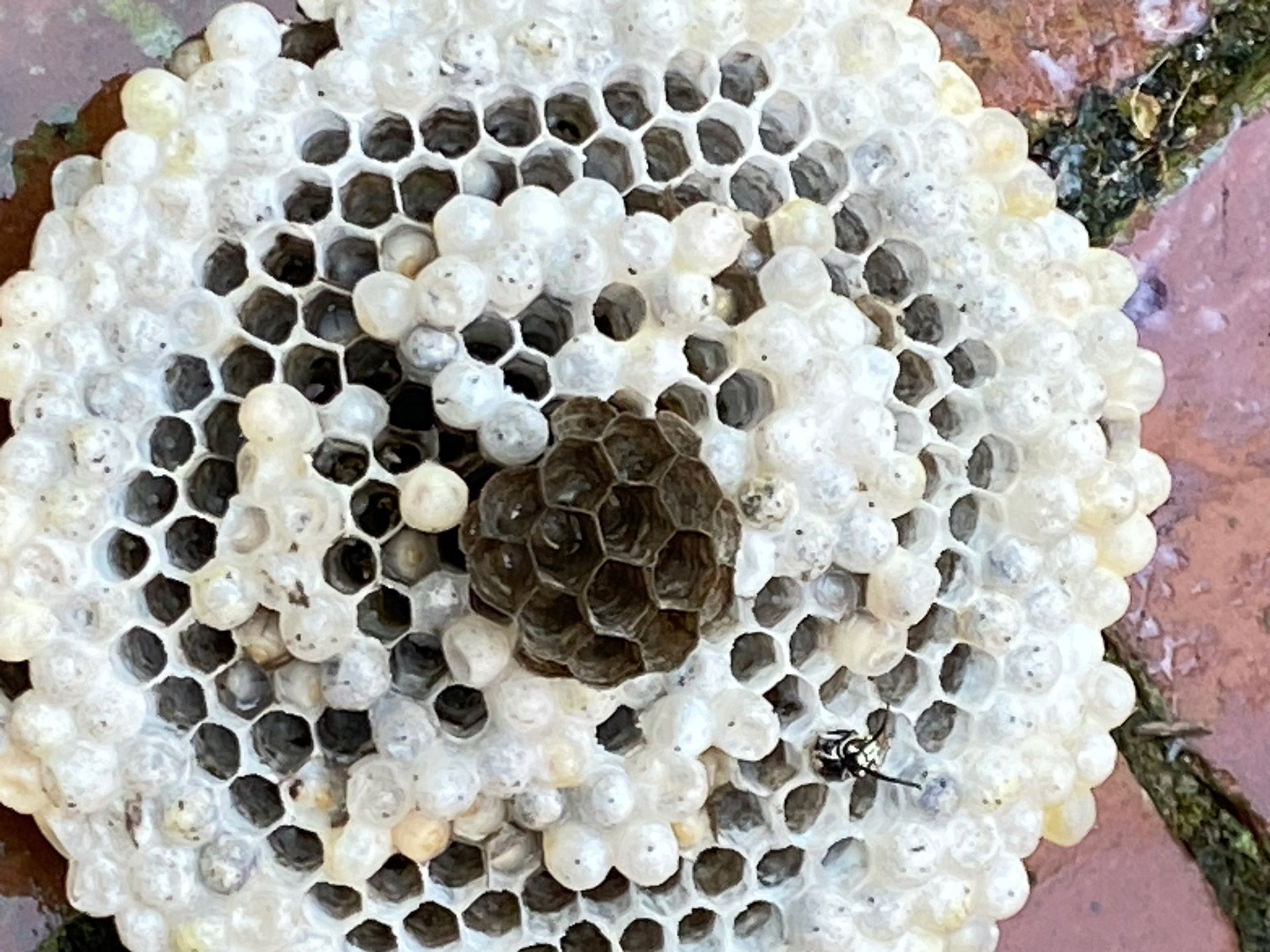 A close up of a wasp nest on a brick floor.