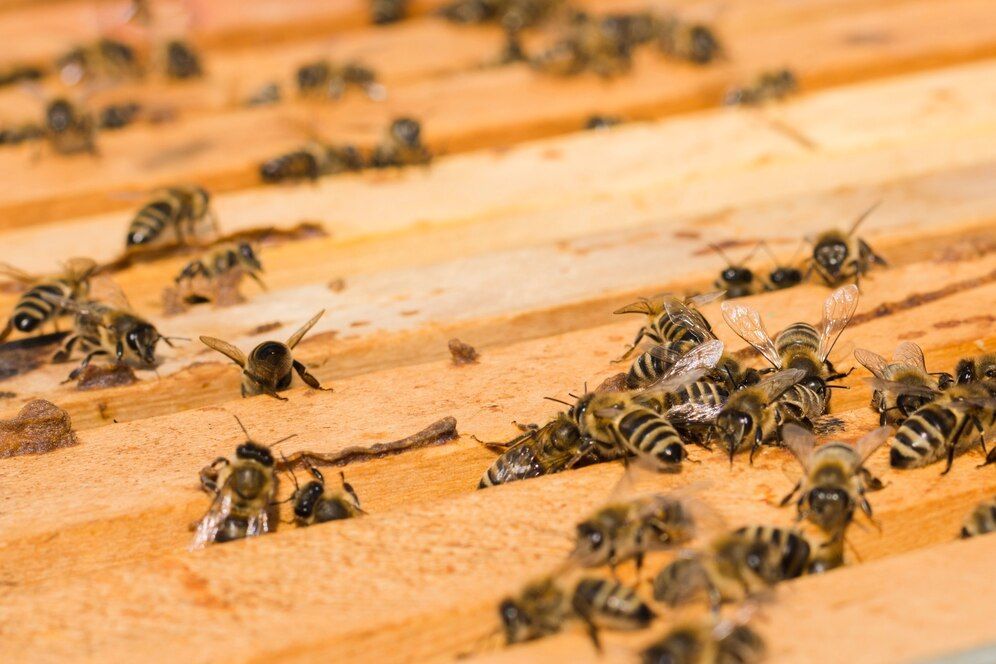 A group of bees are sitting on top of a wooden hive in Lancaster