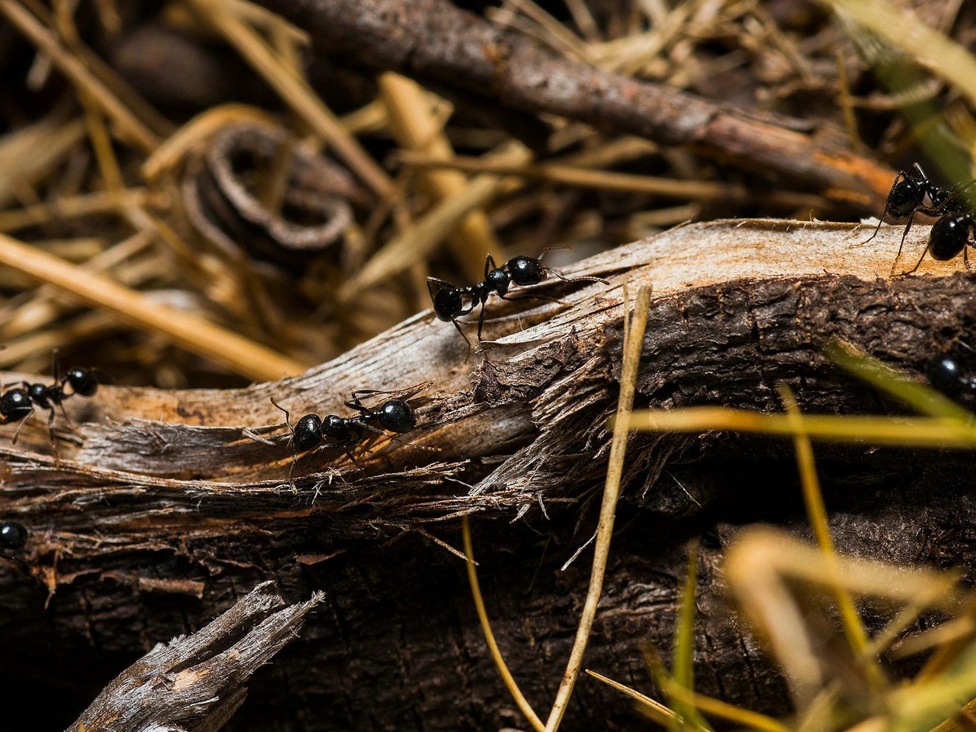 A group of black ants are crawling on a piece of wood.
