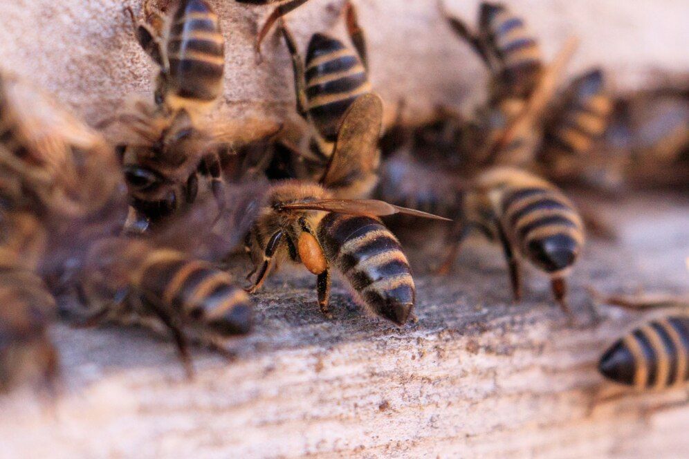A close up of a group of bees on a piece of wood in Lititz