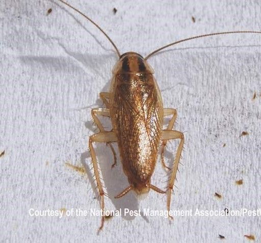 a cockroach is sitting on a white surface