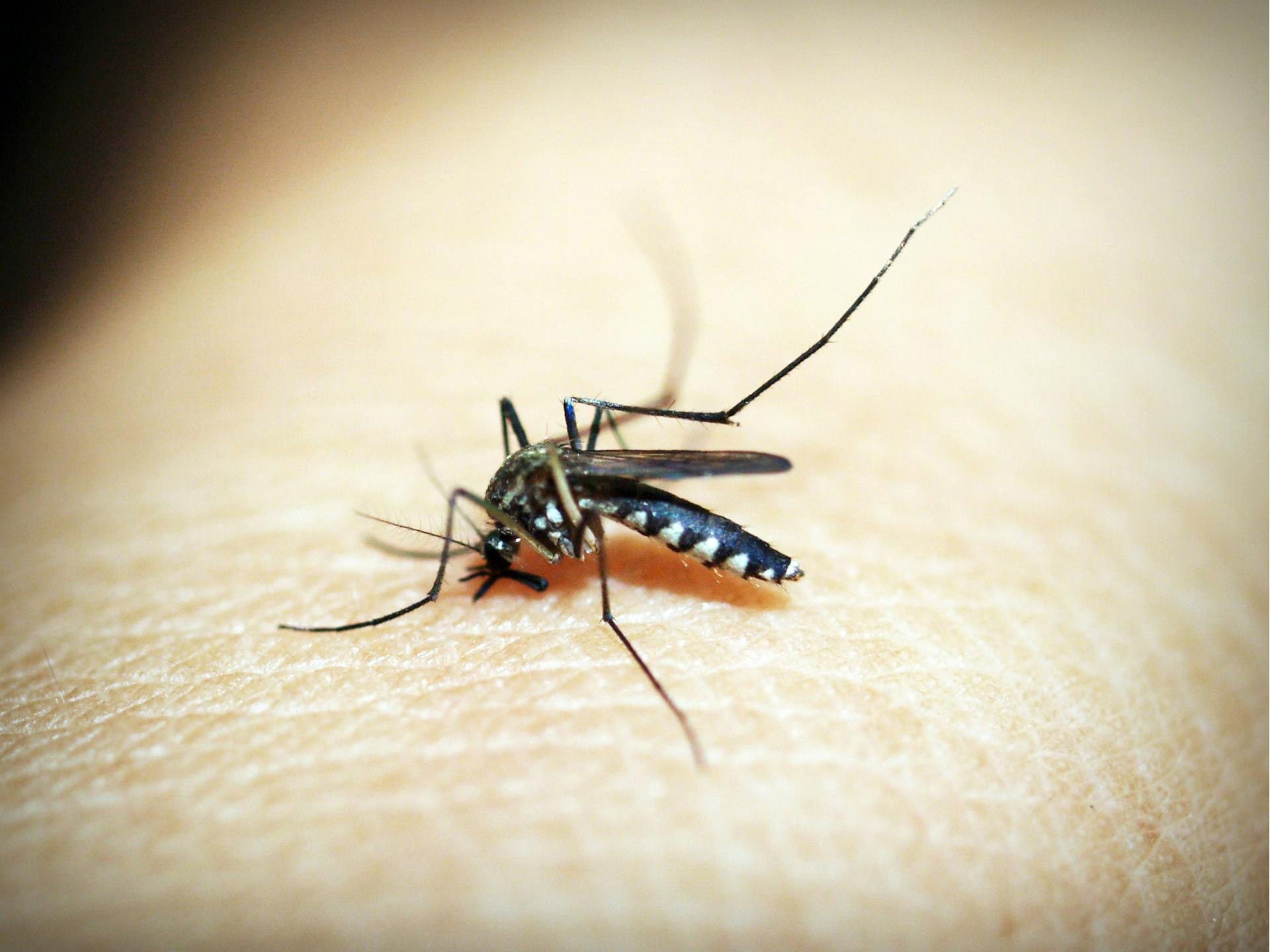 A close up of a mosquito on a person's arm