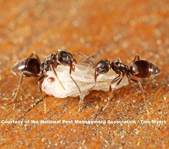a group of ants are crawling on a piece of wood or food
