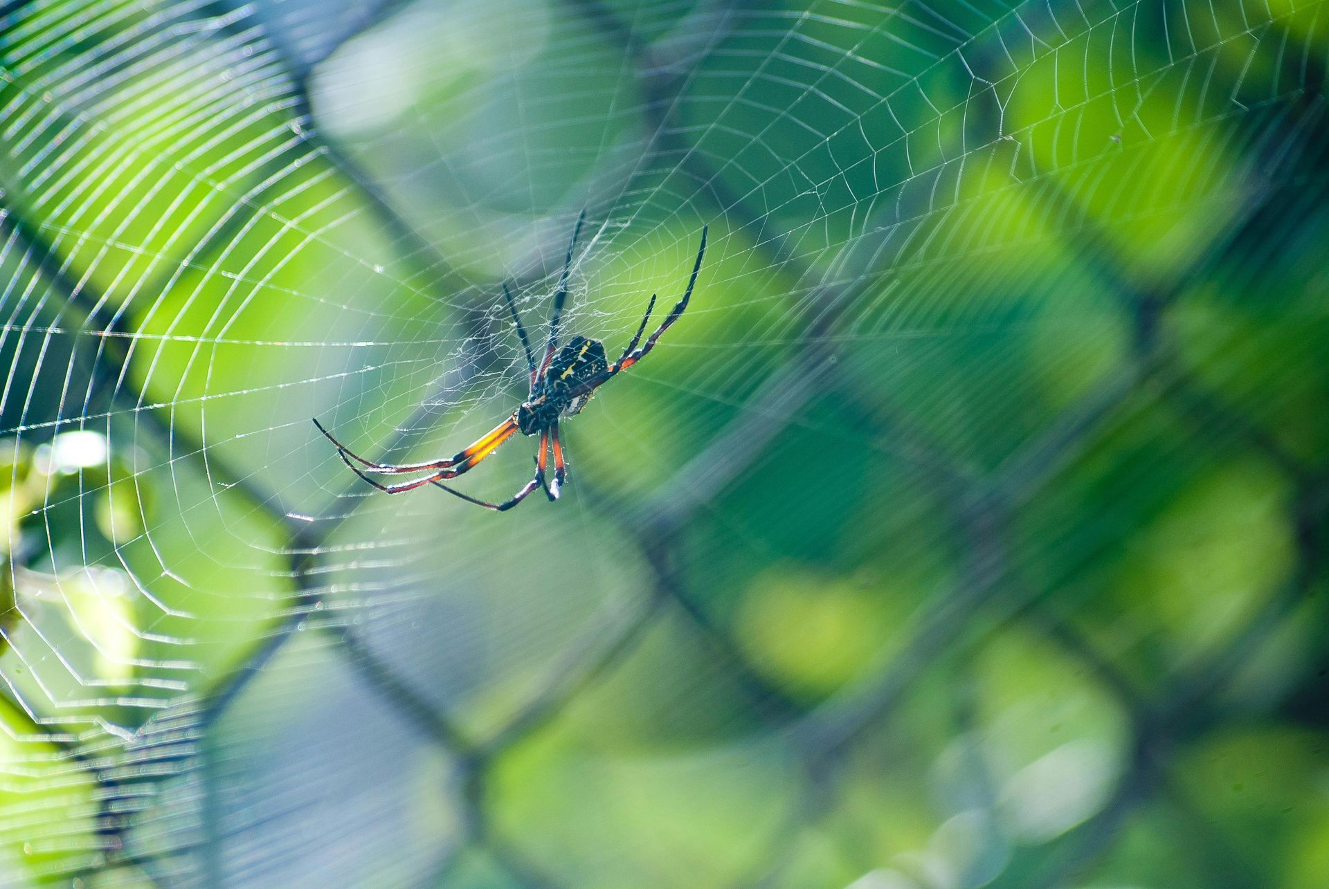 A spider is sitting on a web on a chain link fence in Lititz