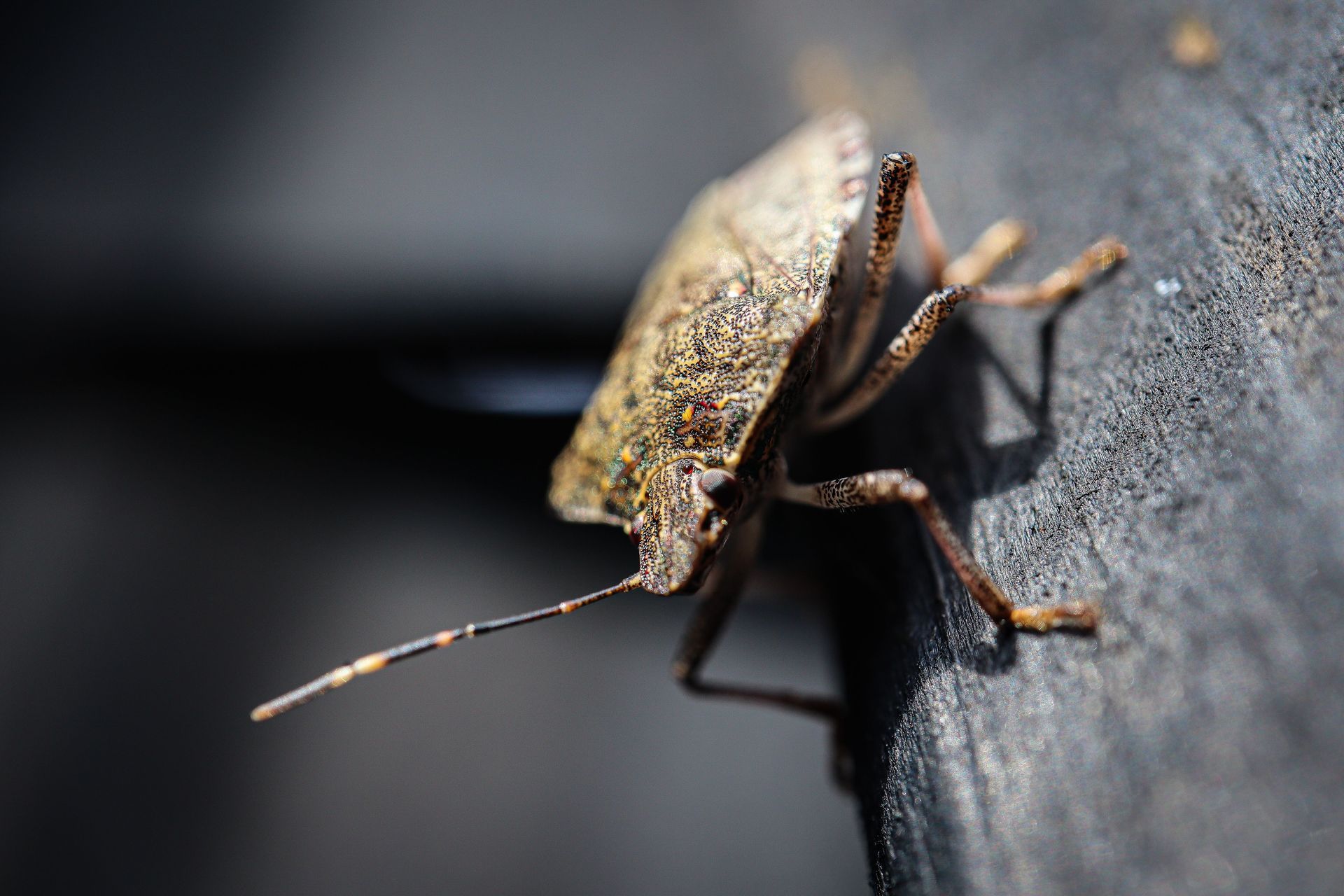 Brown marmorated stink bug on a Lancaster County home in fall
