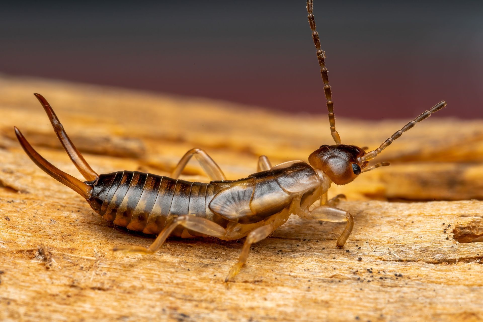 Close-up of a striped earwig on wood, with long antennae and curved pincers.