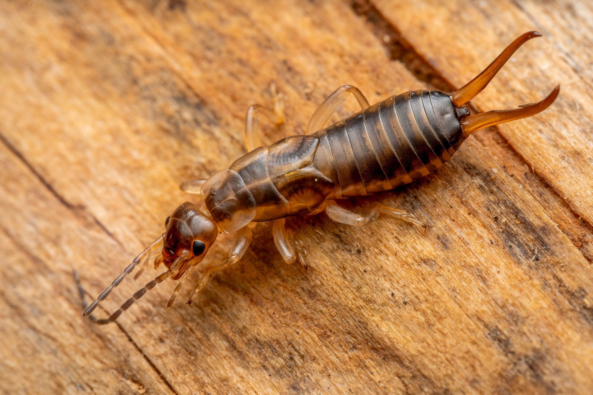 Close-up of a brown earwig on a wooden surface, with pincers visible at the rear