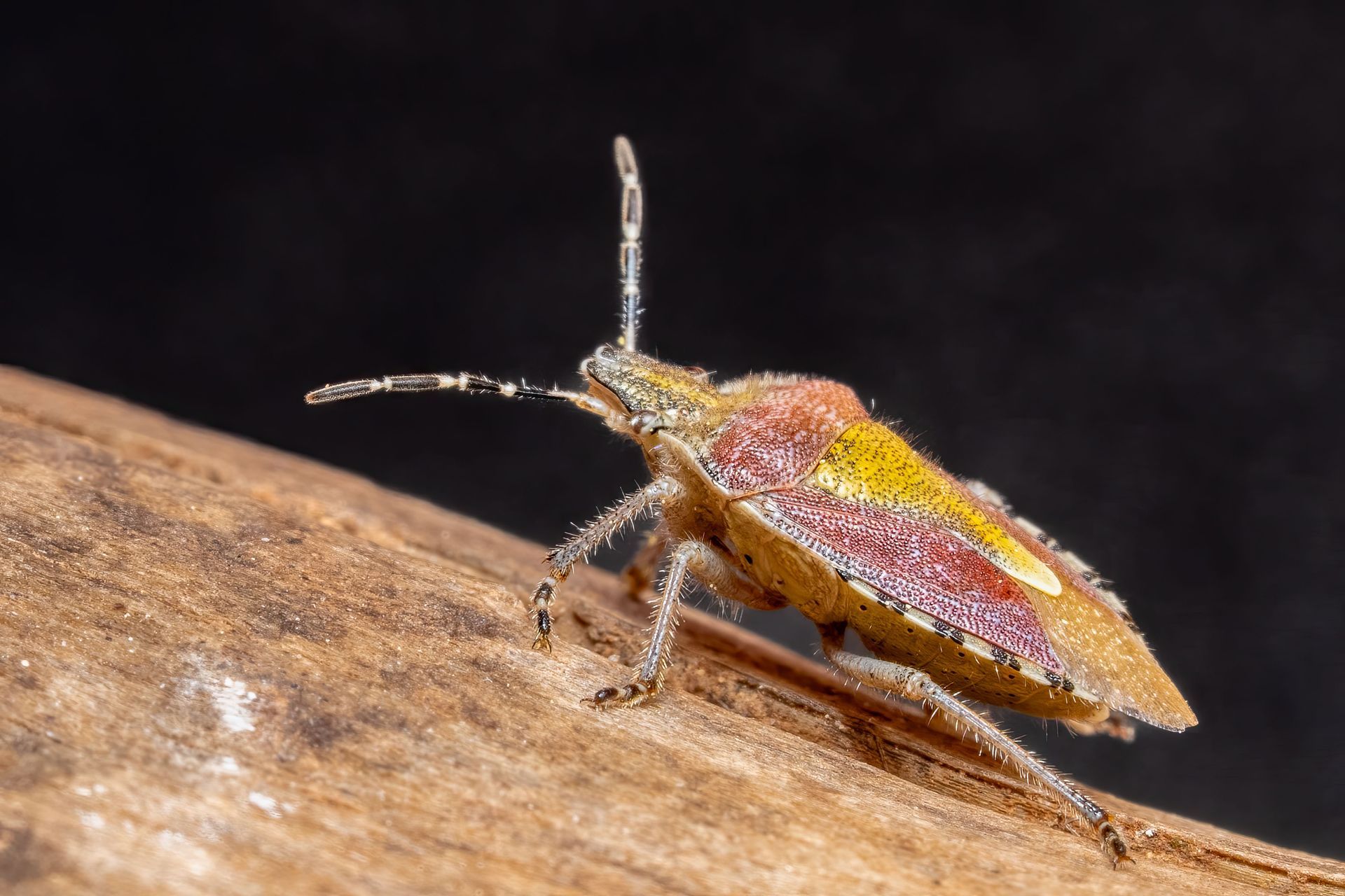 Small stink bug perched on a wooden surface, side view, against a dark background