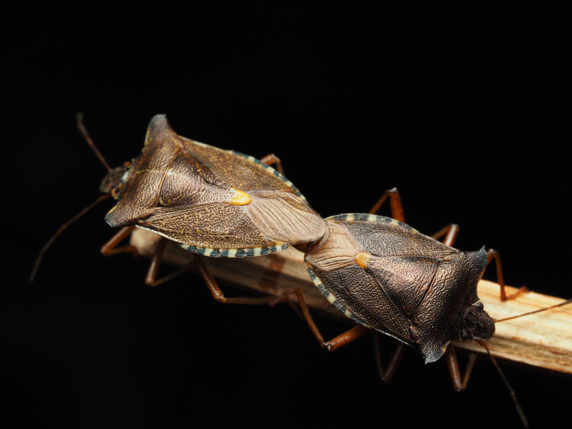 Two brown stink bugs mating on a twig against a black background