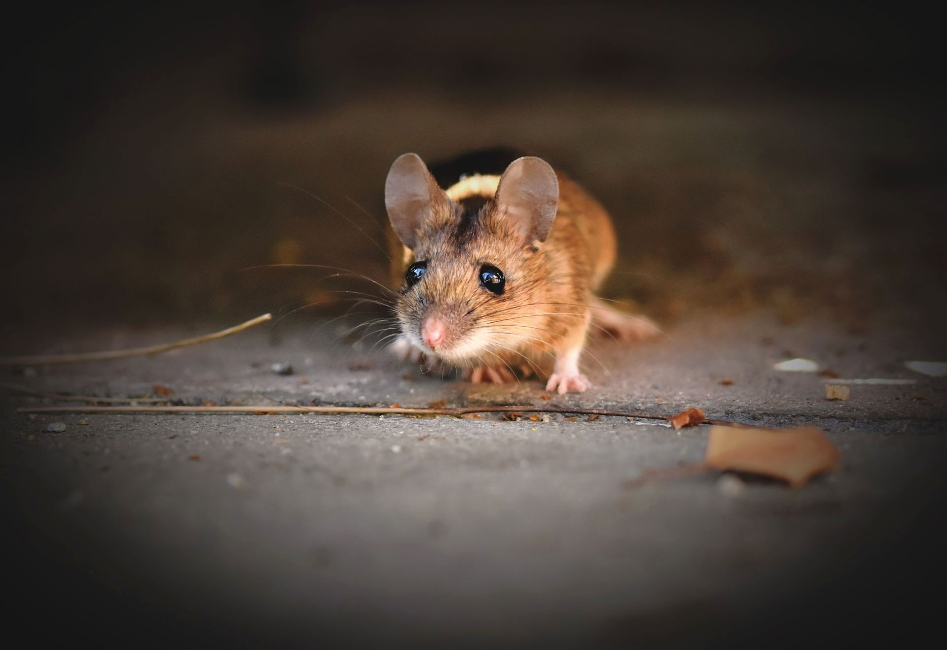 Small brown mouse on a concrete floor, facing the camera in a dim, shallow-focus scene