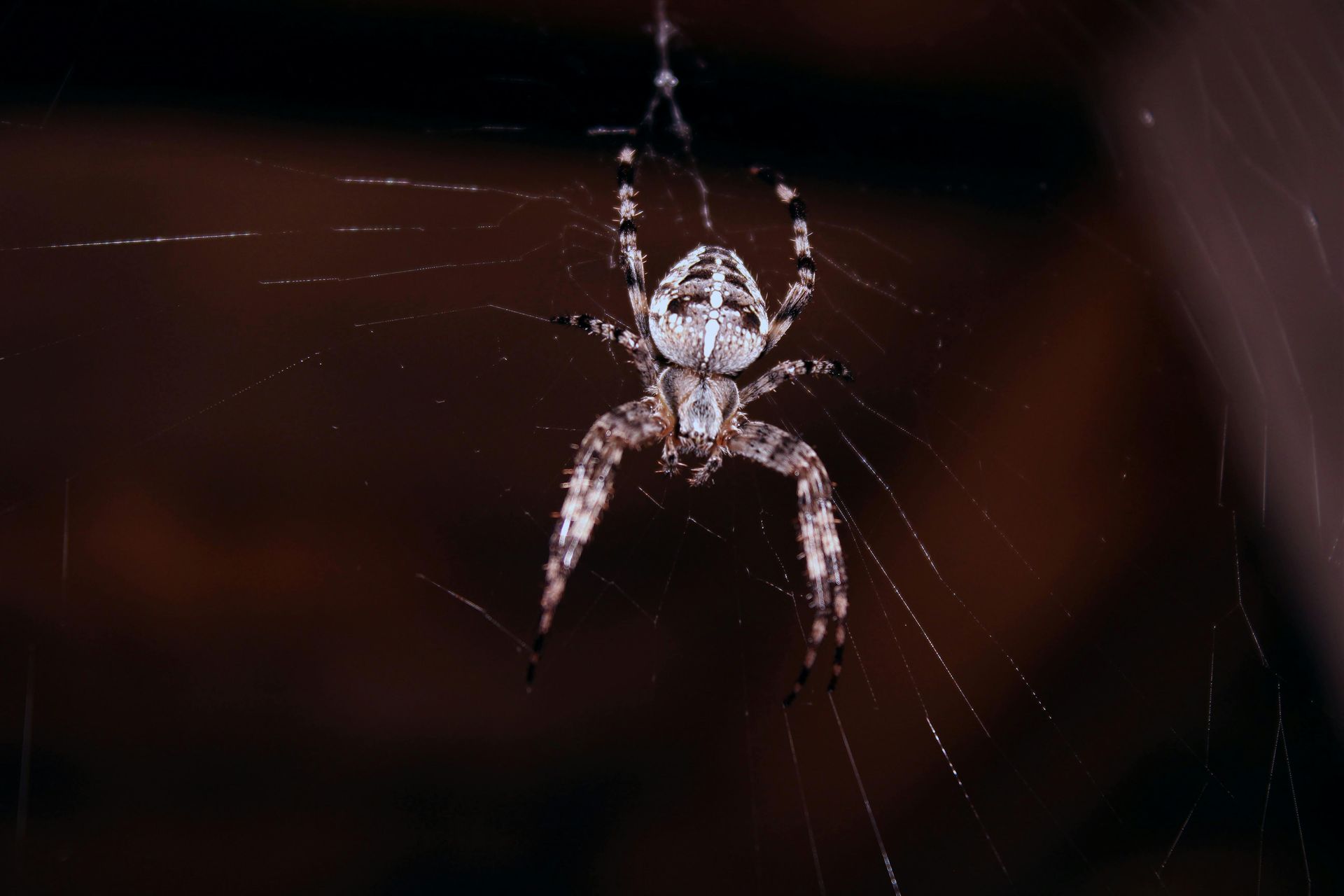 A close up of a spider on a web in Landisville