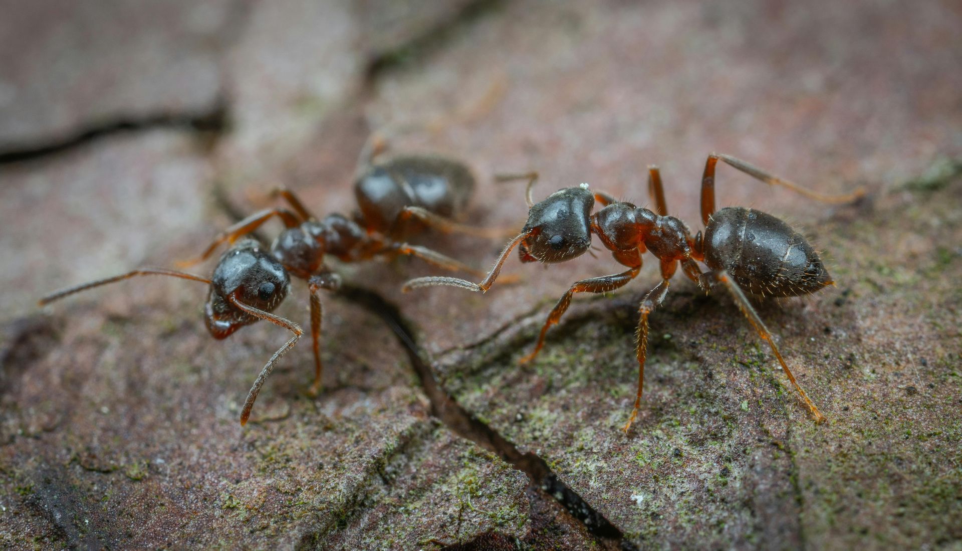 Two ants are standing next to each other on a rock in Lititz