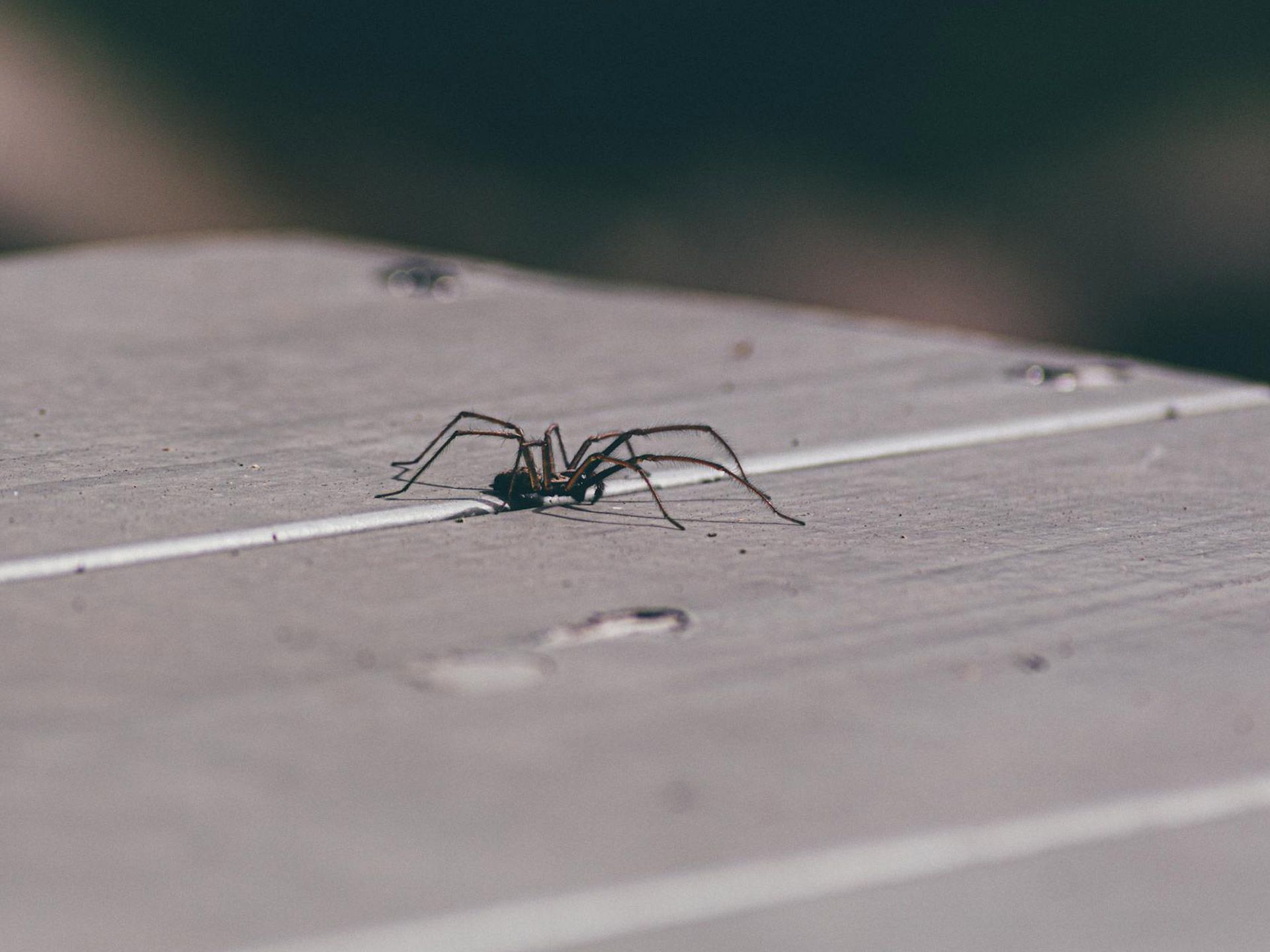 A spider is sitting on a white line on a wooden surface.
