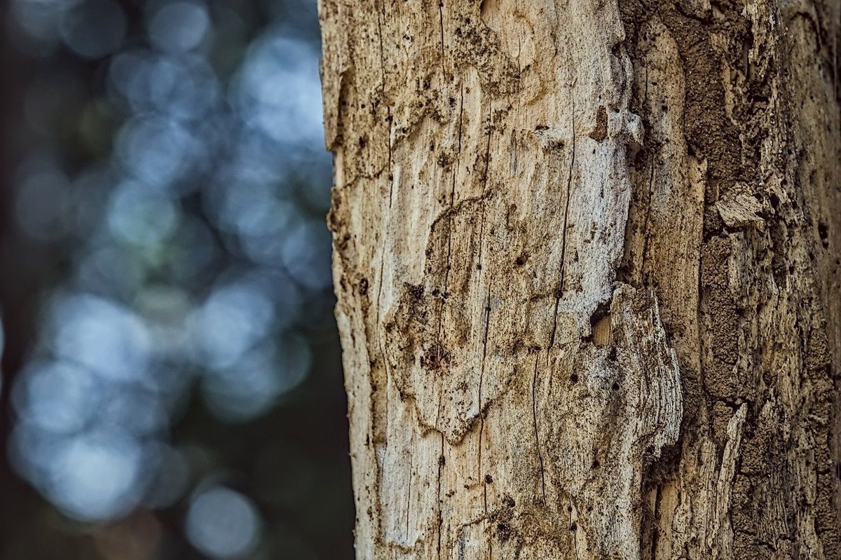 A close up of a tree trunk with a blurry background.