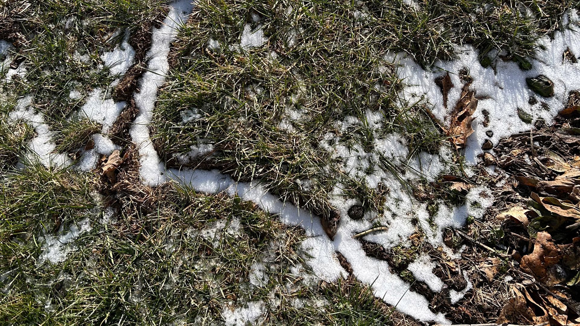 Patches of white snow melt along narrow crevices in a green, mossy patch of ground near dried leaves.