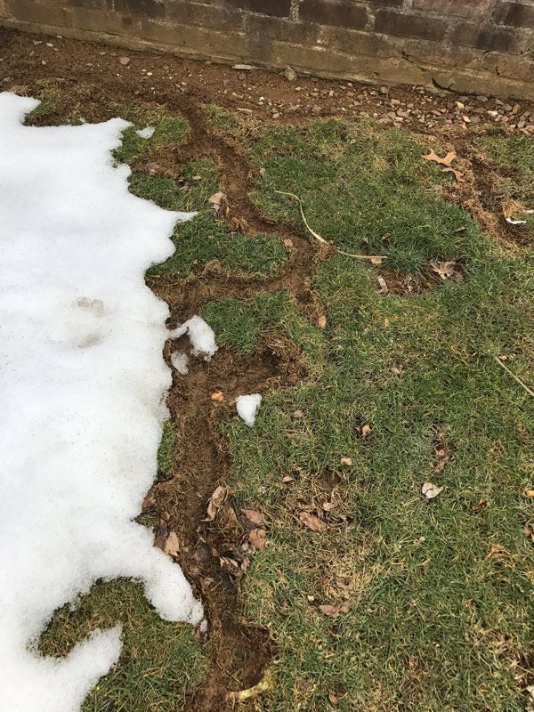 Snow melting on a lawn with signs of vole damage in Lancaster County PA.