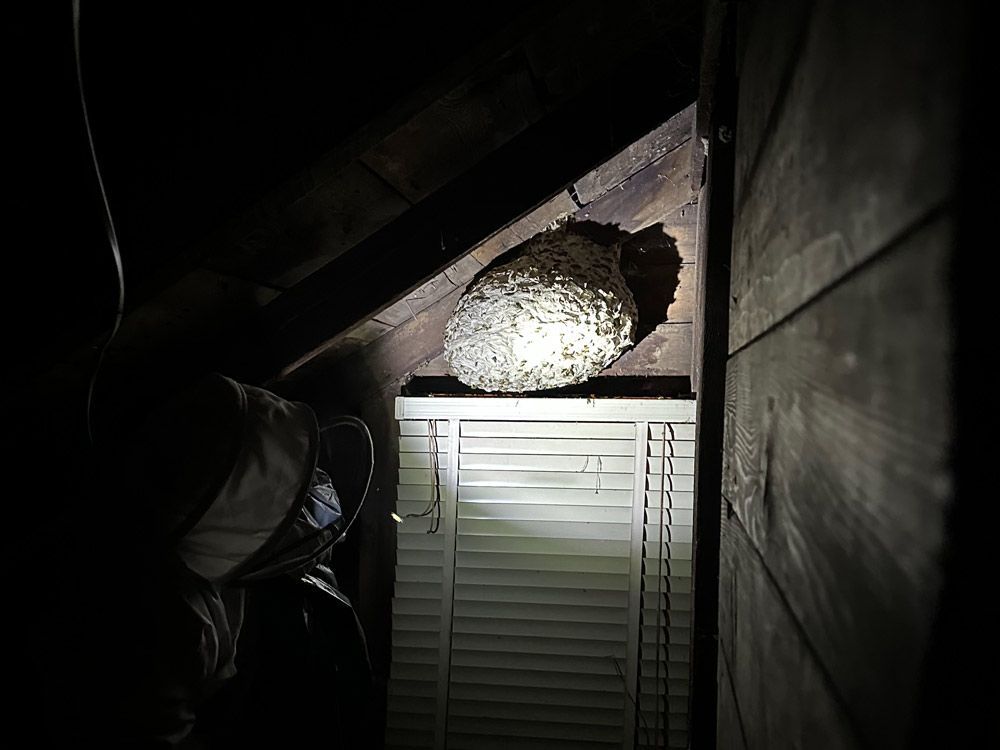 Flashlight shining on a bright white nest-like object under a slanted roof at night