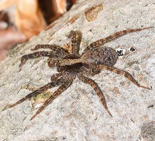 a close up of a spider on a rock .