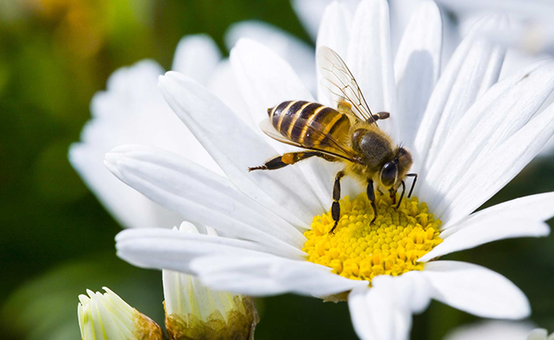 Bee