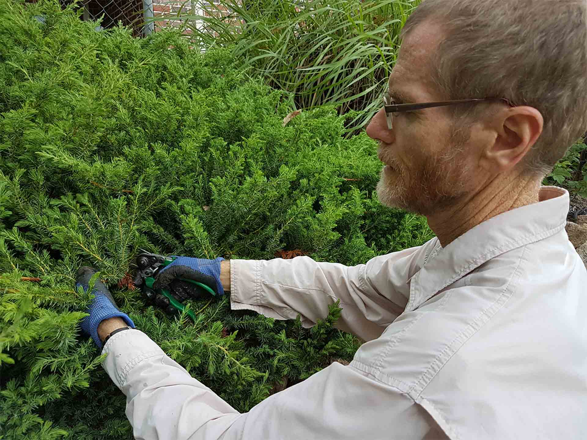 Pruning bushes