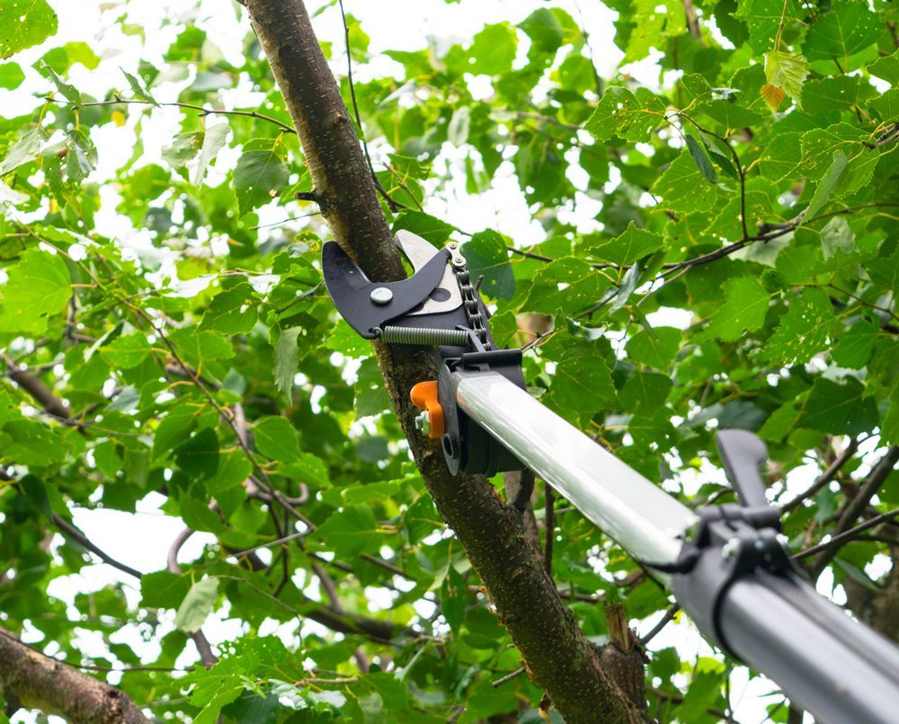 Professional Worker Pruning a Branch