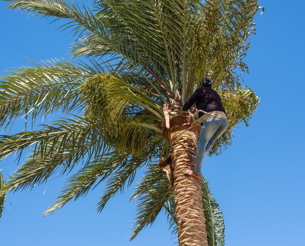 Professional Worker Trimming a Palm Tree