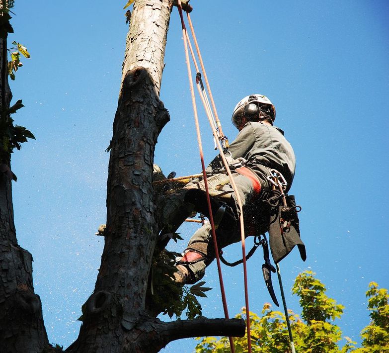 Professional Worker Cutting a Tree