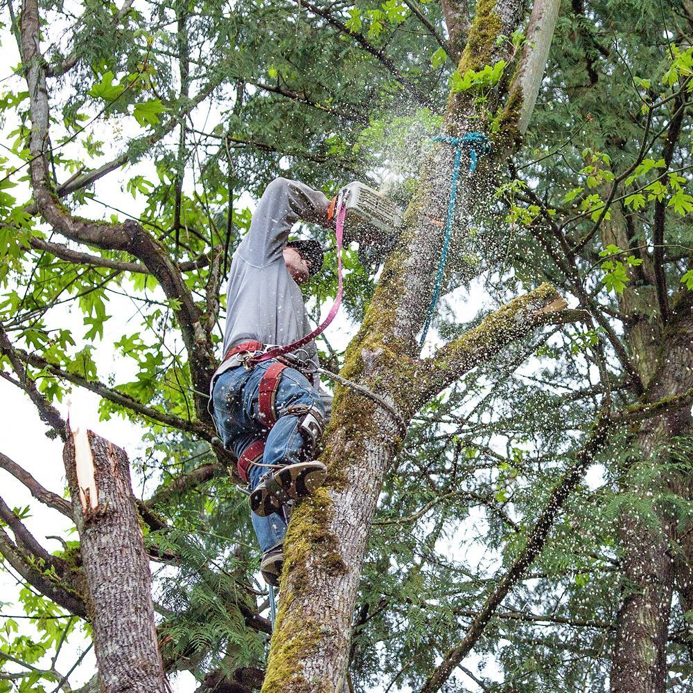 Professional Worker Cutting a Tree