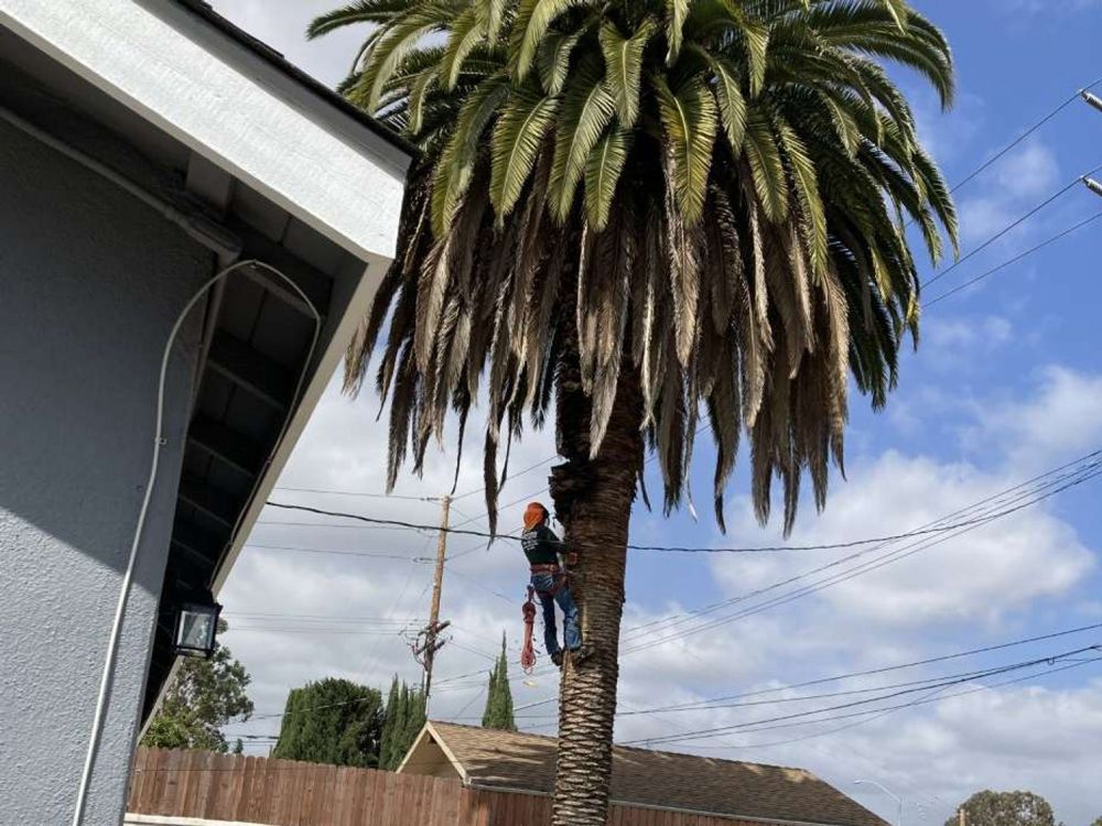 Professional Worker Climbing a Tree