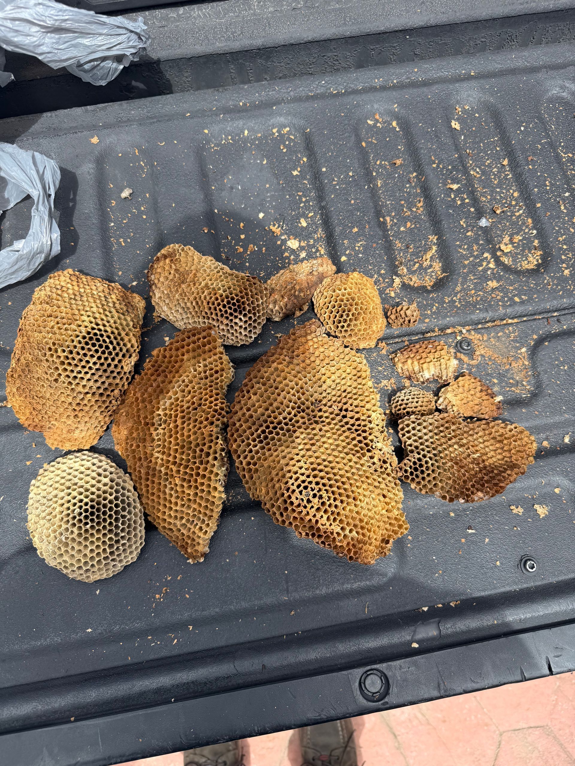 Several tan and brown mushroom caps laid on a black truck bed liner.