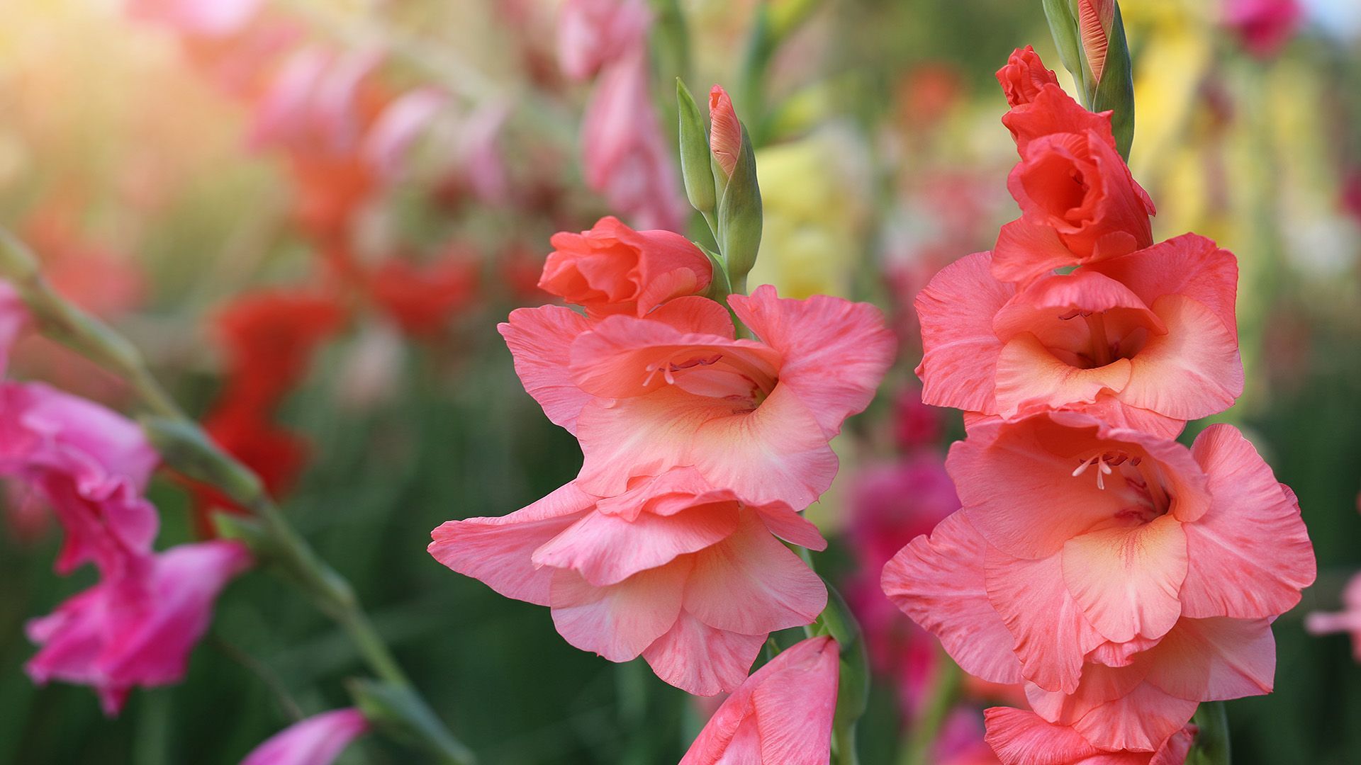 Elegant gladiolus flowers symbolizing strength, remembrance, and respect in memorial settings
