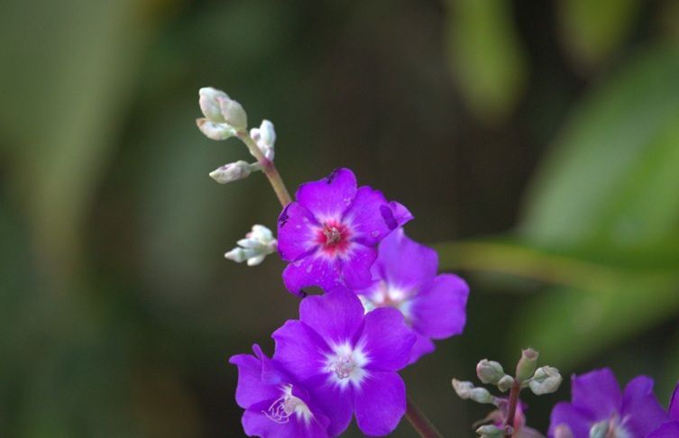 Purple flowers symbolize remembrance during cremation services in Burbank, IL, with compassion.