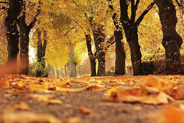 navigating-funeral-service-options-in-chicago