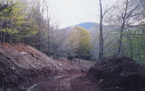 Dirt road winding through a forest, with piles of dirt on either side, and trees in the background.