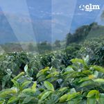 CLM Cargo Agroindustry
