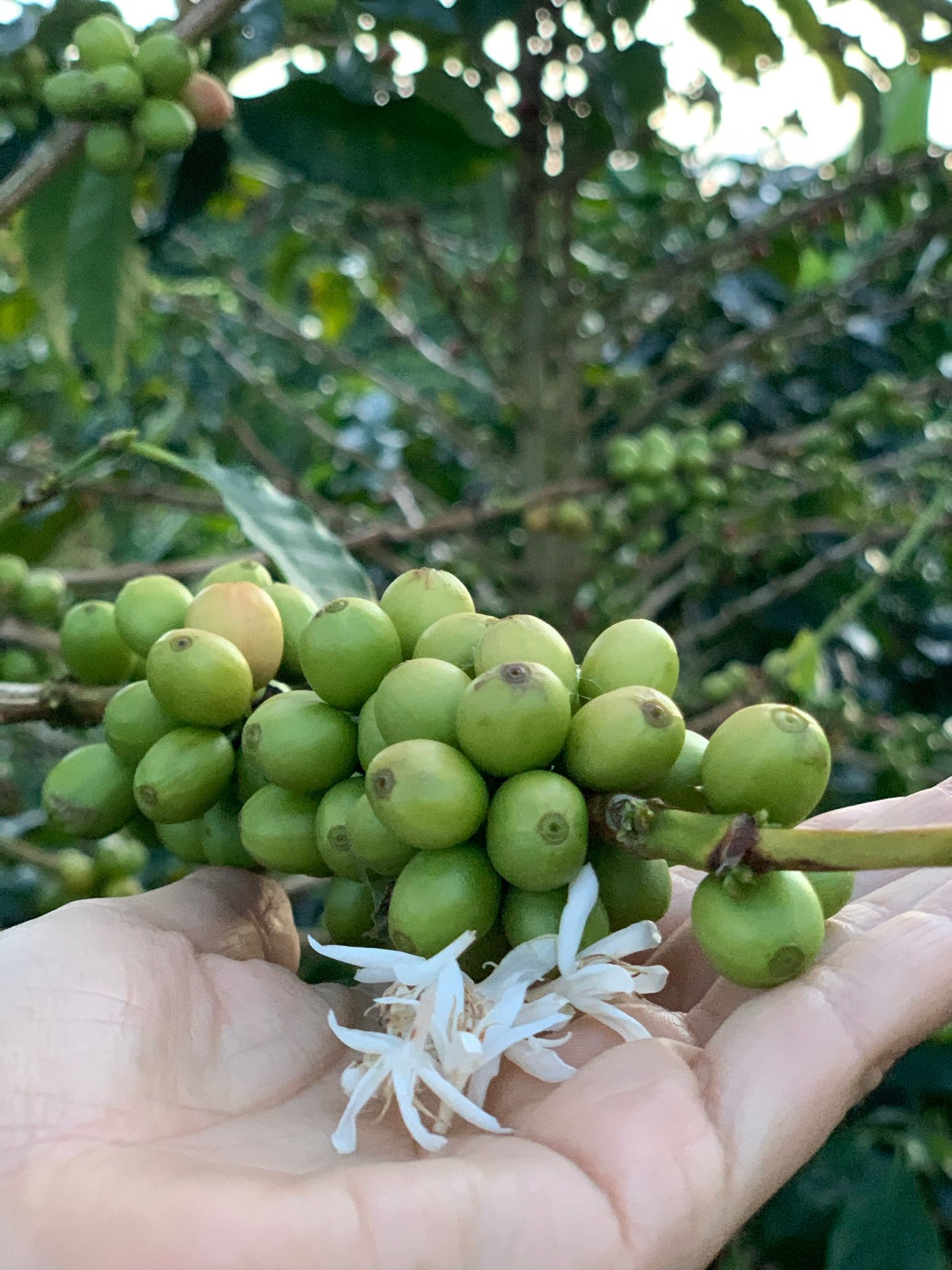 Exportación de café verde