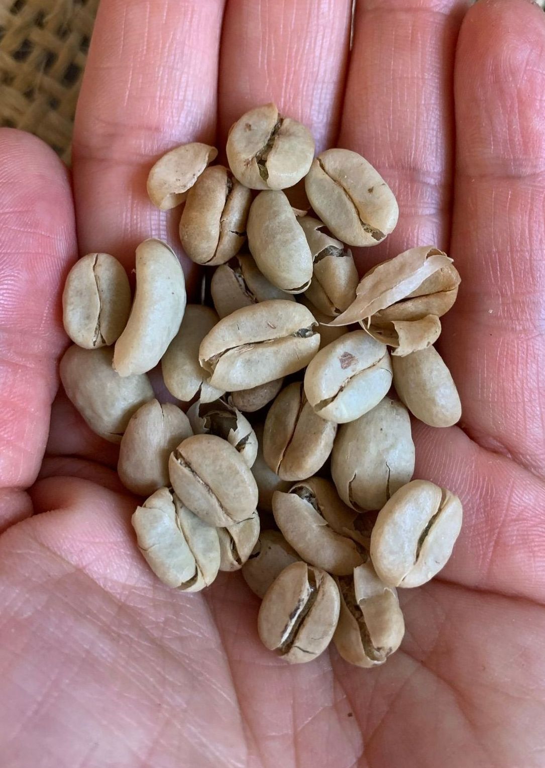 Exportación de Café Verde