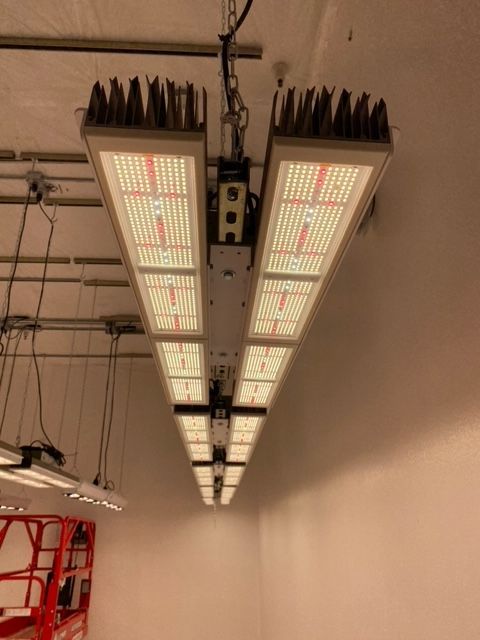 Ceiling-mounted LED grow lights in a greenhouse or indoor grow room