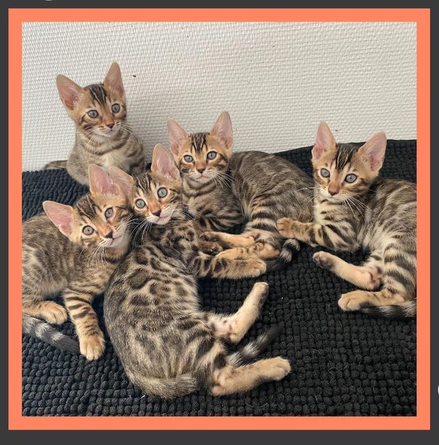 Un groupe de chatons du Bengale sont allongés sur une couverture noire.