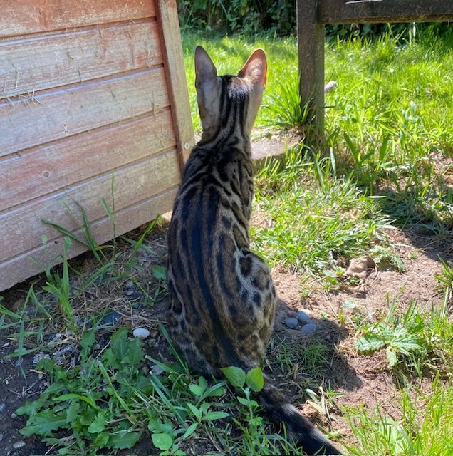 Un chat est assis dans l'herbe et regarde quelque chose