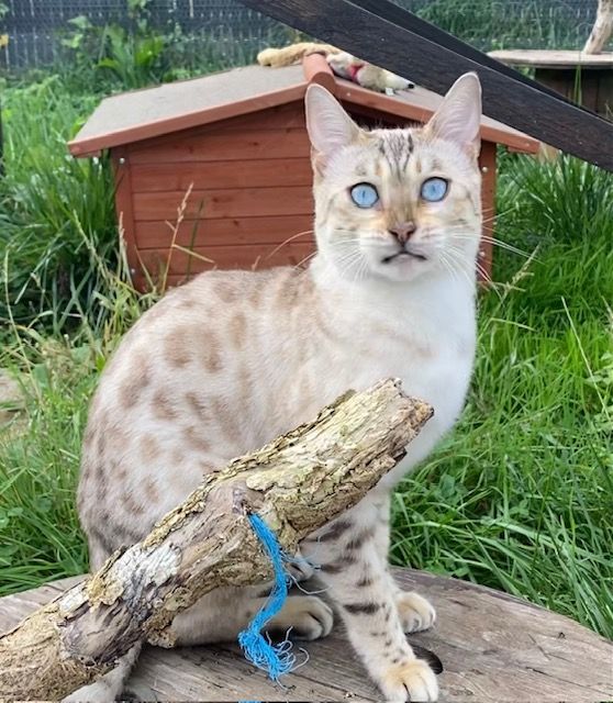 Un chat aux yeux bleus est assis sur une bûche dans l'herbe.