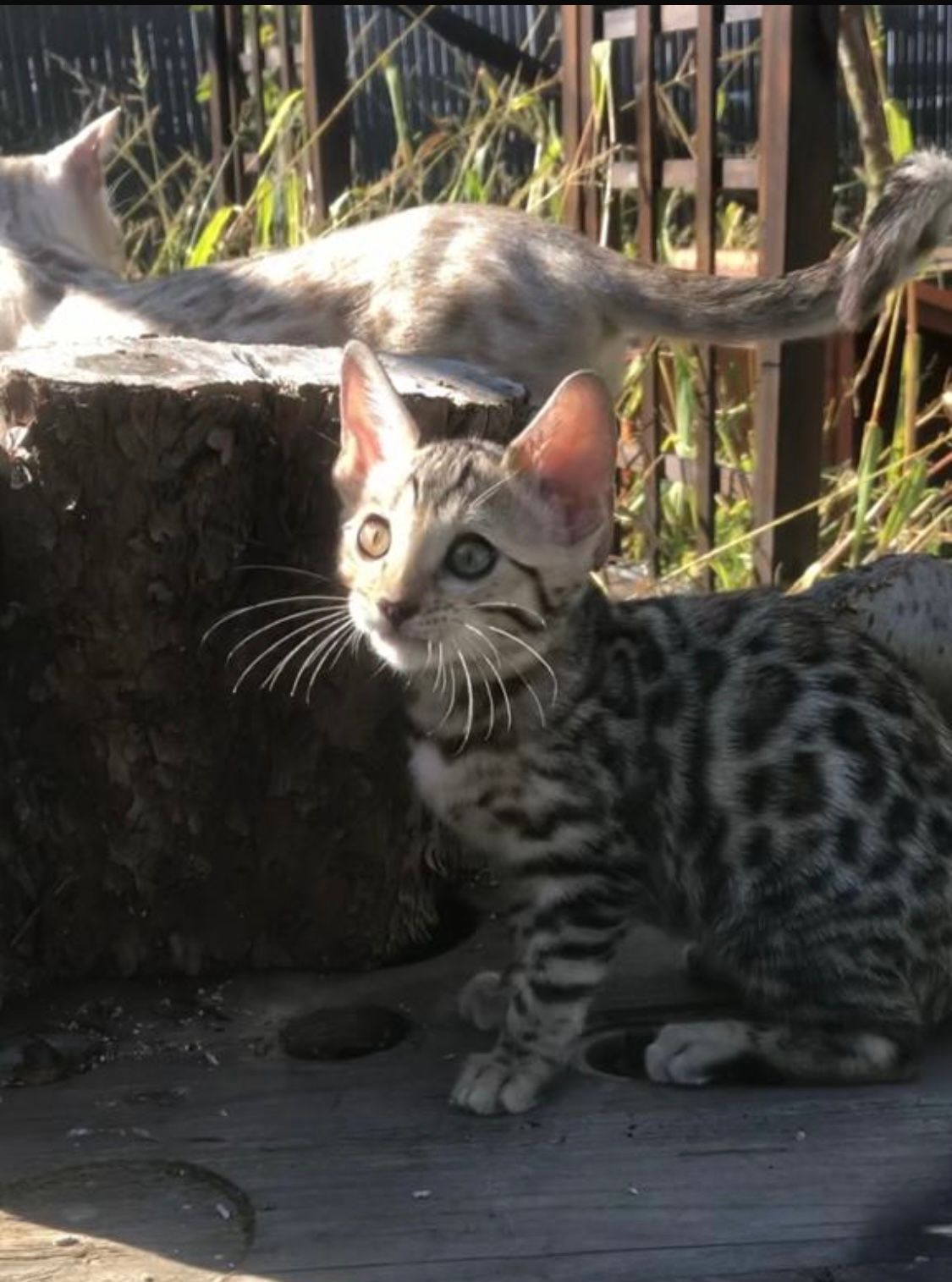 Un chaton à imprimé léopard est assis sur une souche