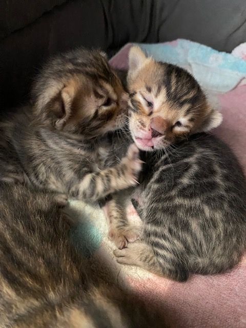 Deux chatons sont allongés l'un à côté de l'autre sur une couverture.
