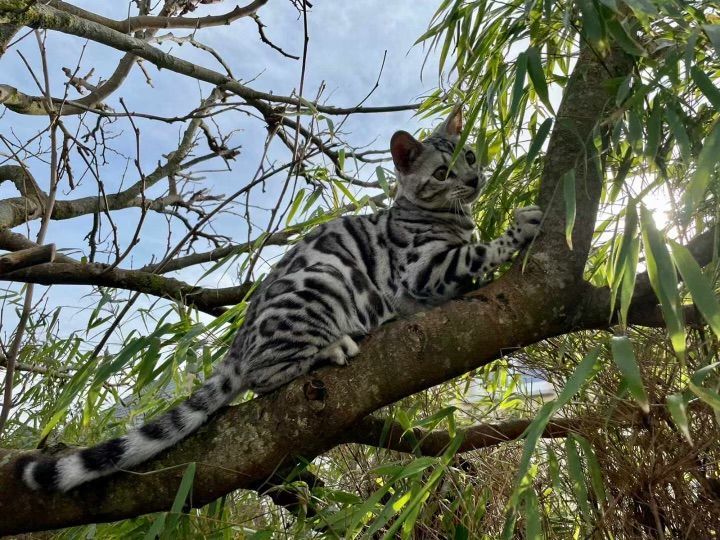 Un chat noir et blanc est assis sur une branche d'arbre.