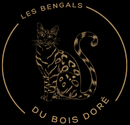 LES BENGALS DU BOIS DORÉ Un logo noir et or pour les bengals du bois dore