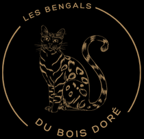 les bengals du bois doré Un logo noir et or pour les bengals du bois doré